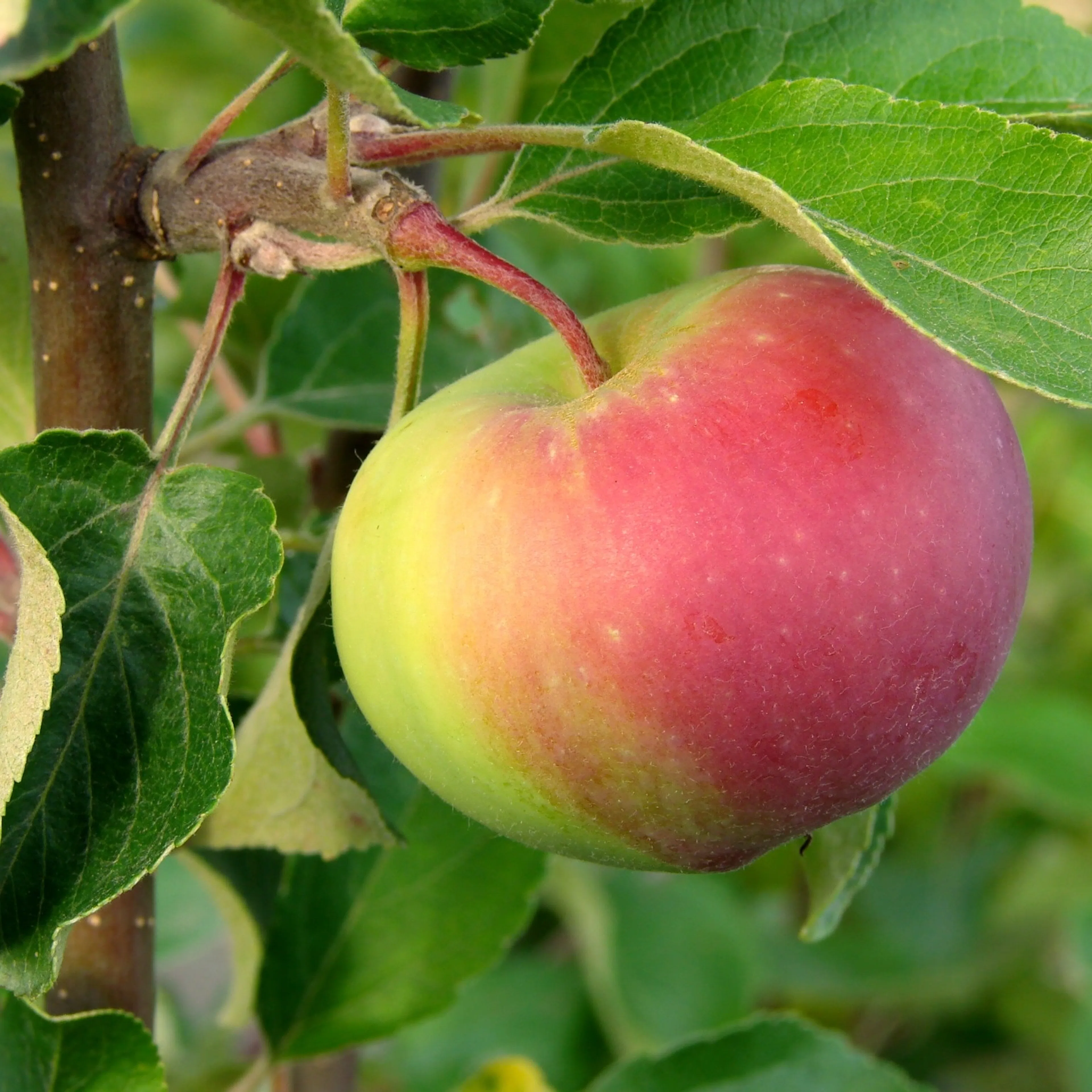 Malus domestica 'Rött Kaneläpple' Utan uppbindningskit