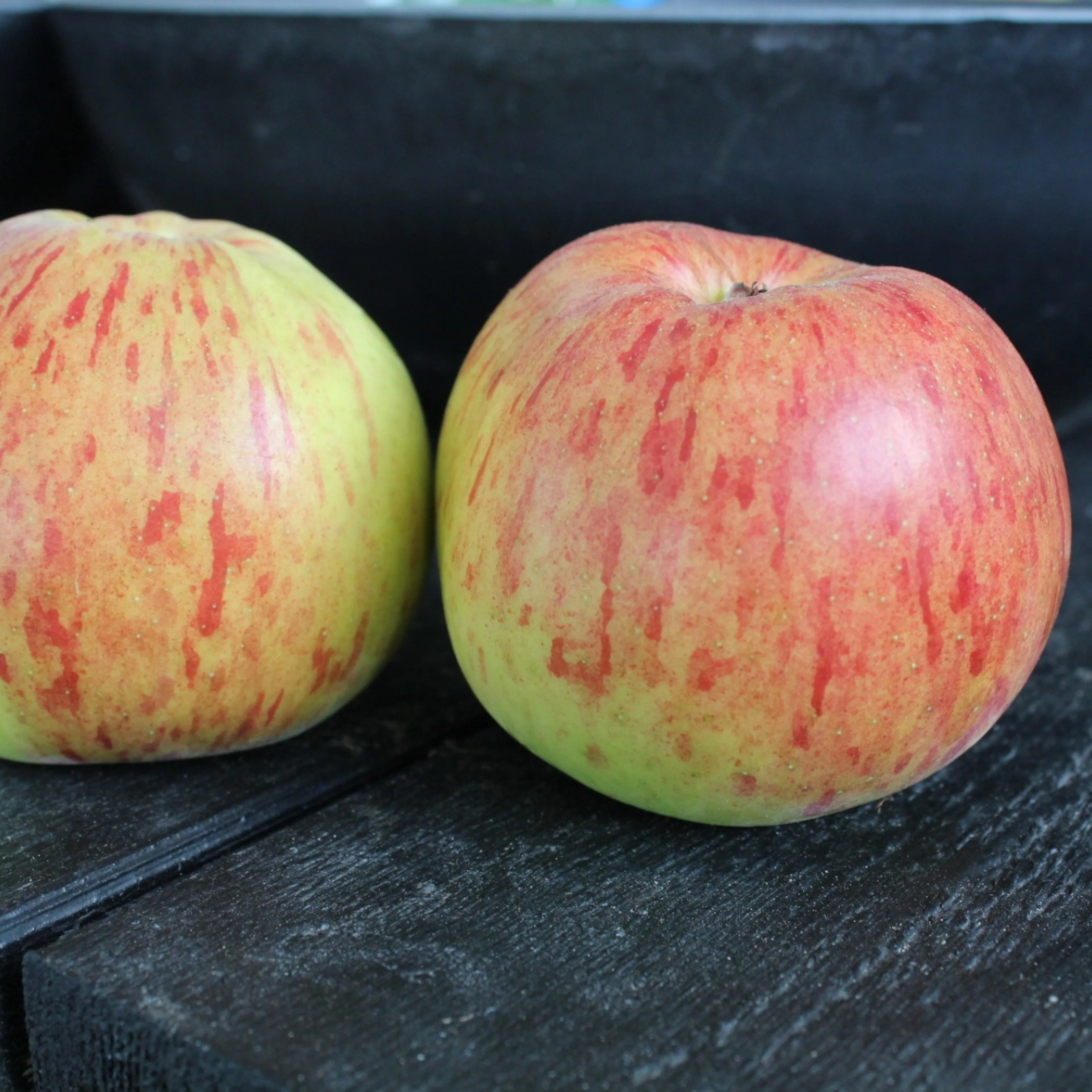 Malus domestica 'Höstdessert' E (äpple) Utan uppbindningskit