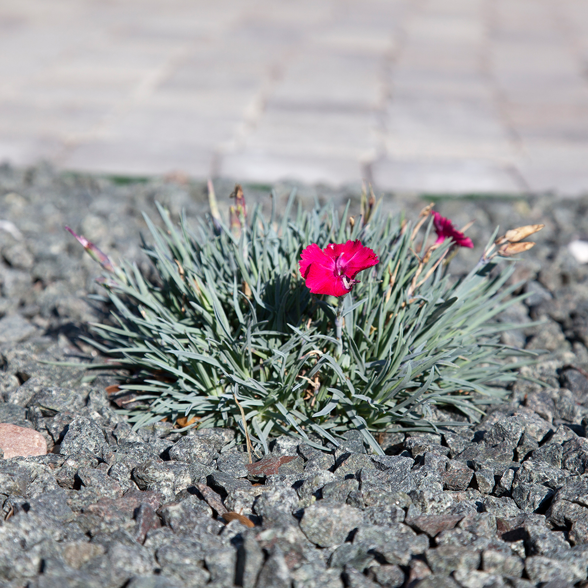 Dekormaterial Benders Granitkross