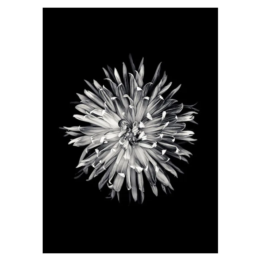 Poster Gallerix Dahlia BW