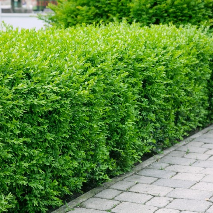 Häck Omnia Garden Vinterliguster Liga Krukodlade 10st