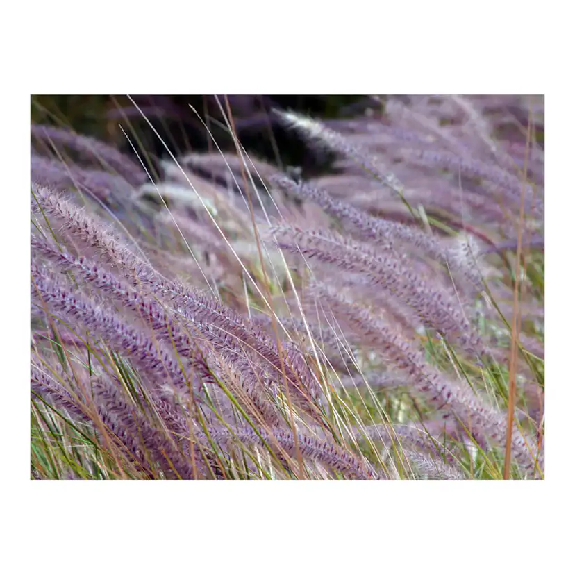 Grönt fält och lila blommor 350x270 Storlek: 350x270 cm