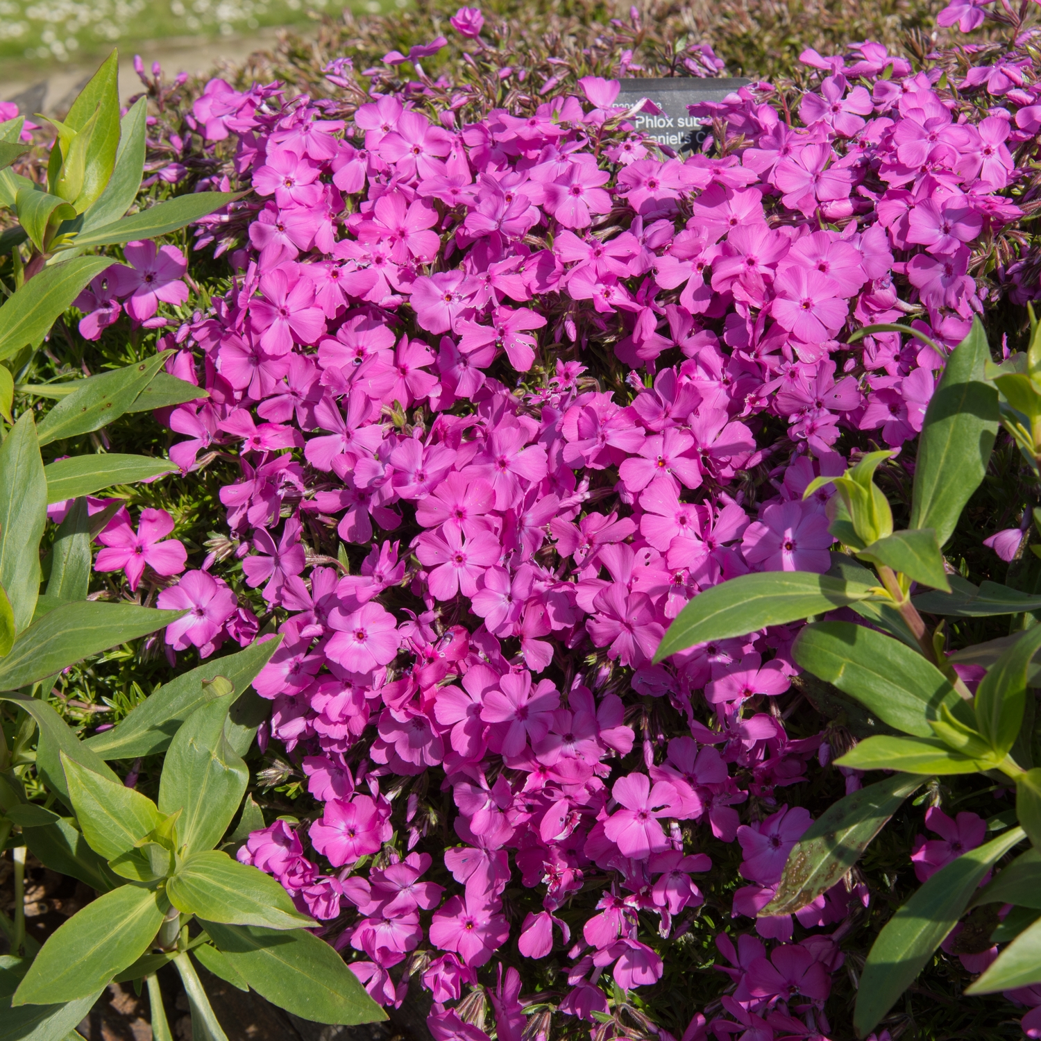 Perenn Omnia Garden Mossflox Mcdaniel´s Cushion