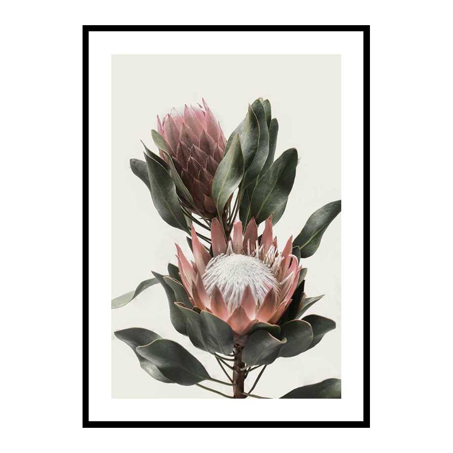 Poster Gallerix Protea Flowers