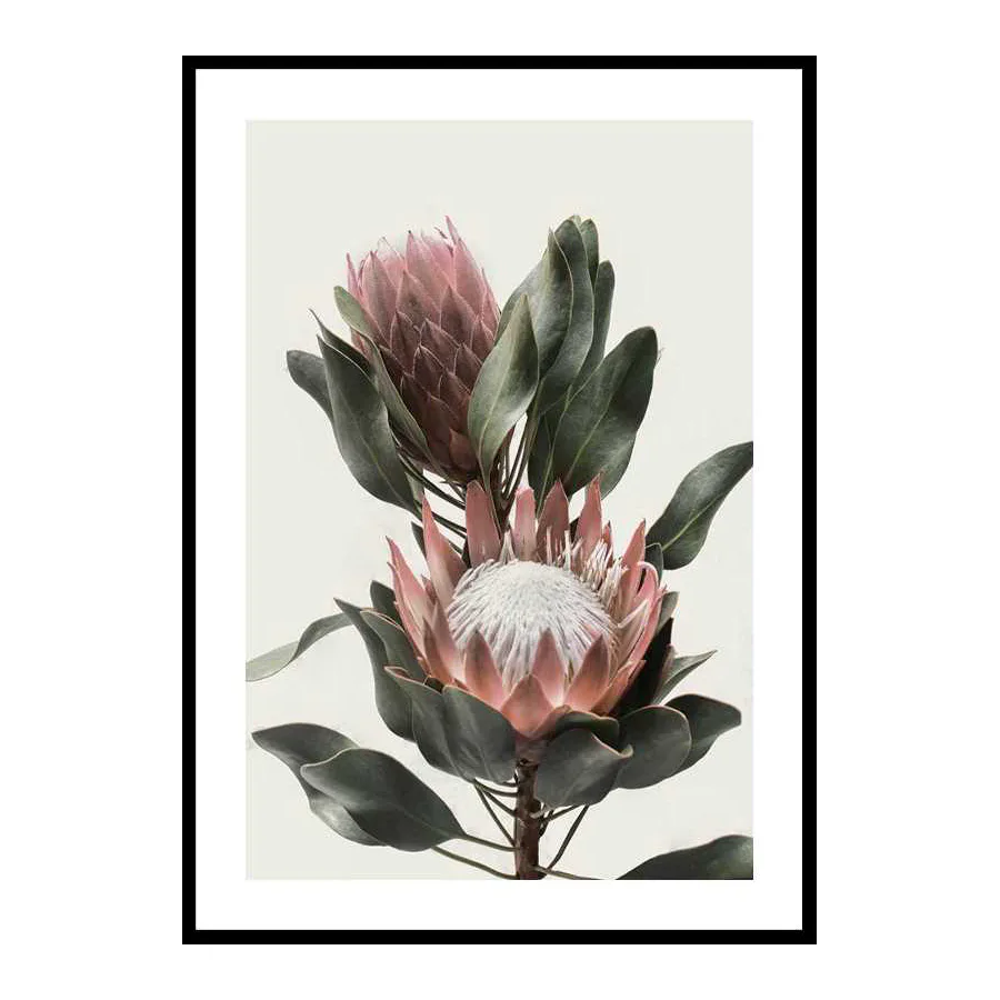 Poster Gallerix Protea Flowers