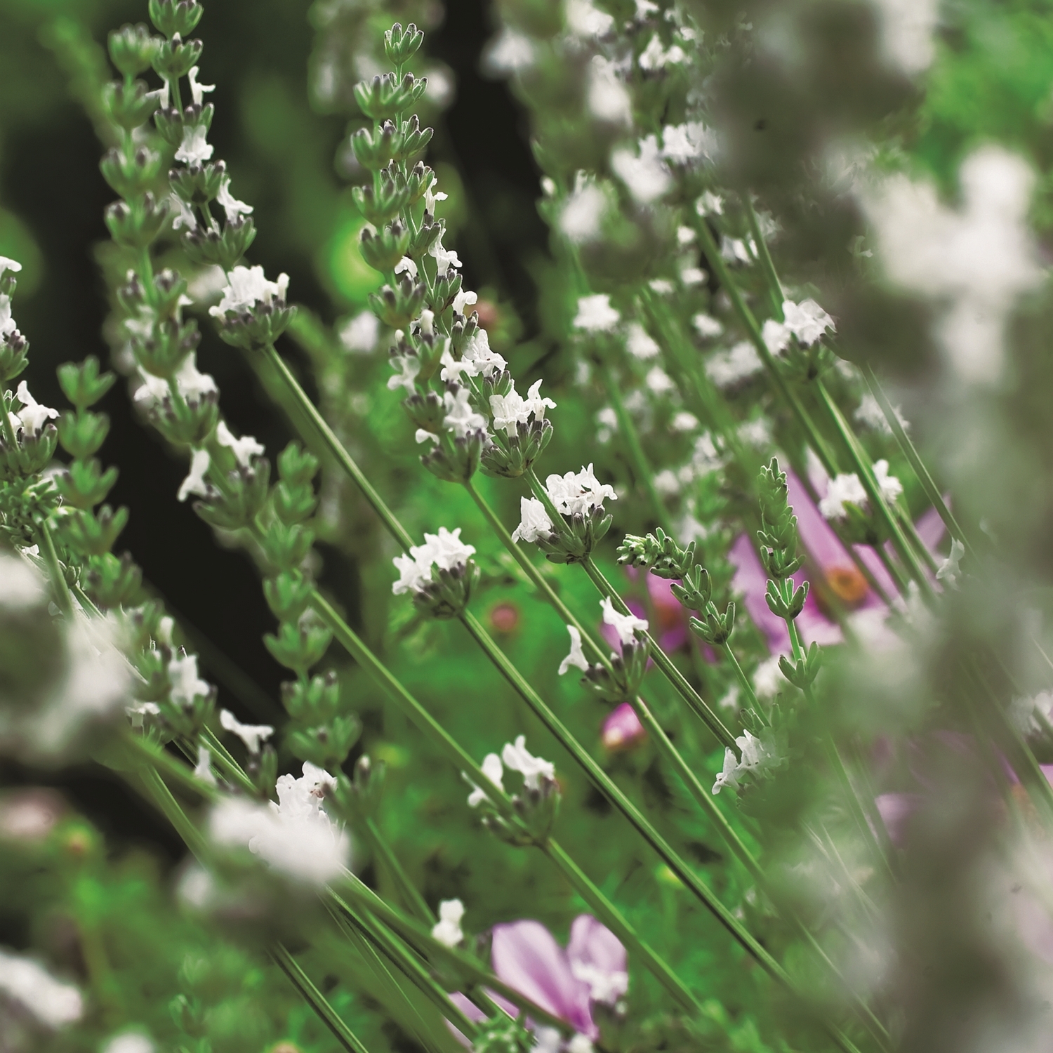 Lavendel Omnia Garden Edelweiss