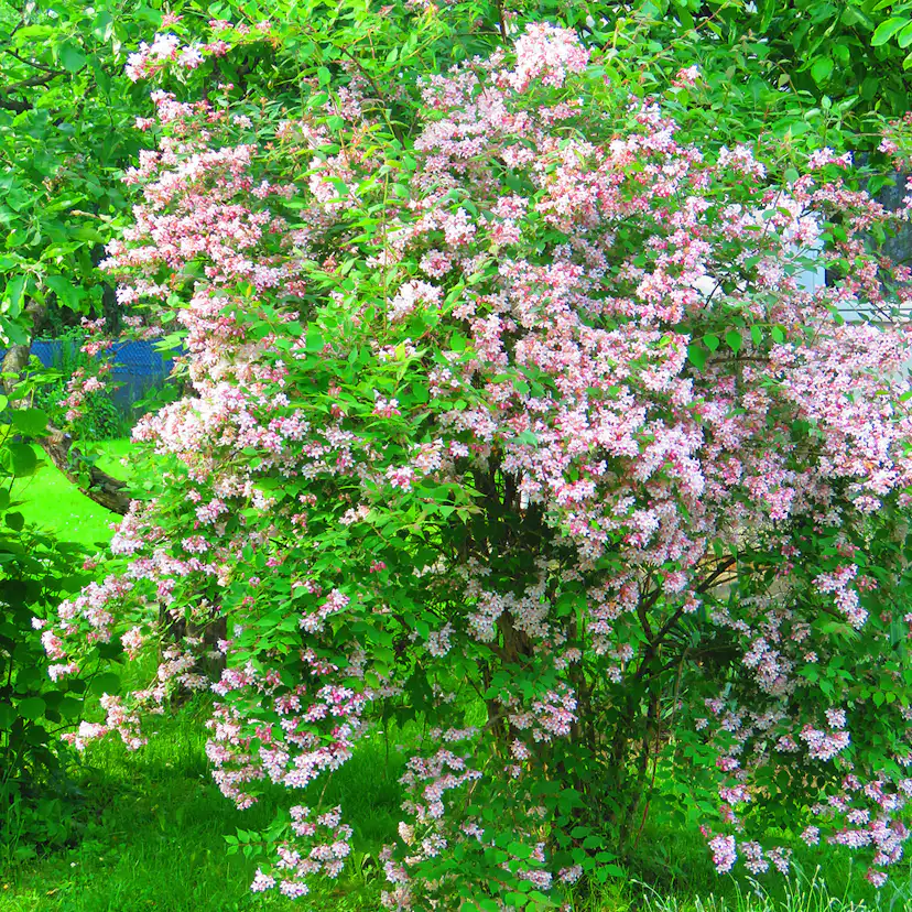 Syrén Omnia Garden Ungersk
