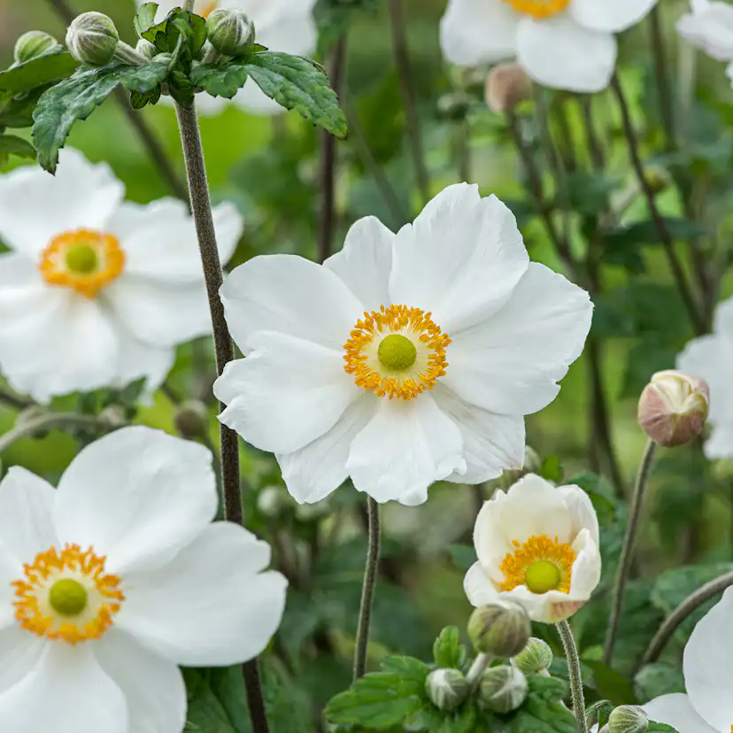 Prydnadsperenn Omnia Garden Höstanemon Honorine Jobert