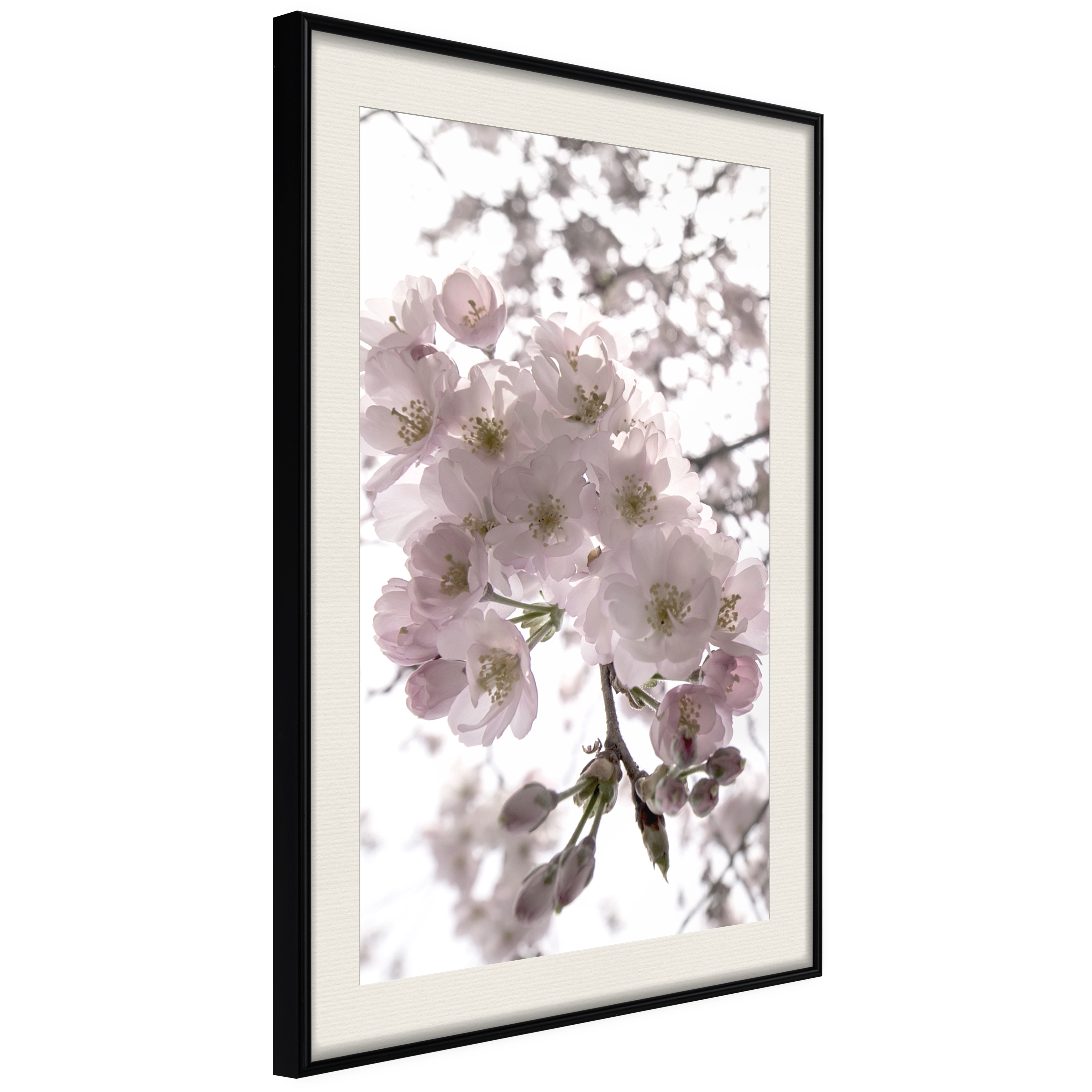 Affisch - Cherry Blossoms [Poster] 20x30 Svart ram med passepartout, 20x30 cm