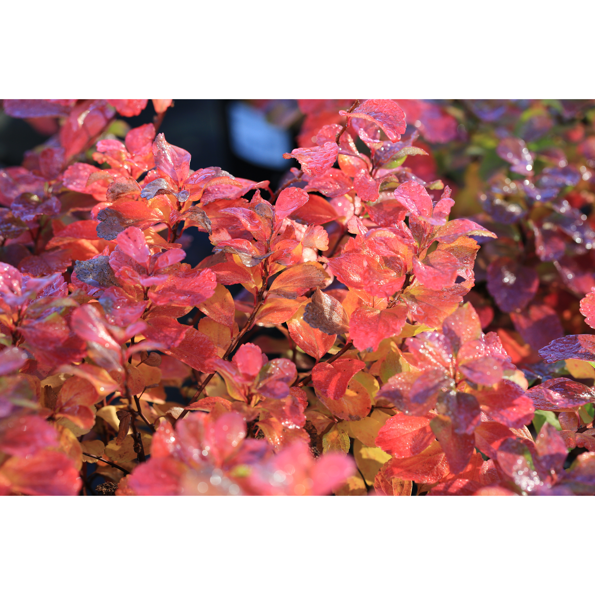 Häck Omnia Garden Björkspirea Tor E