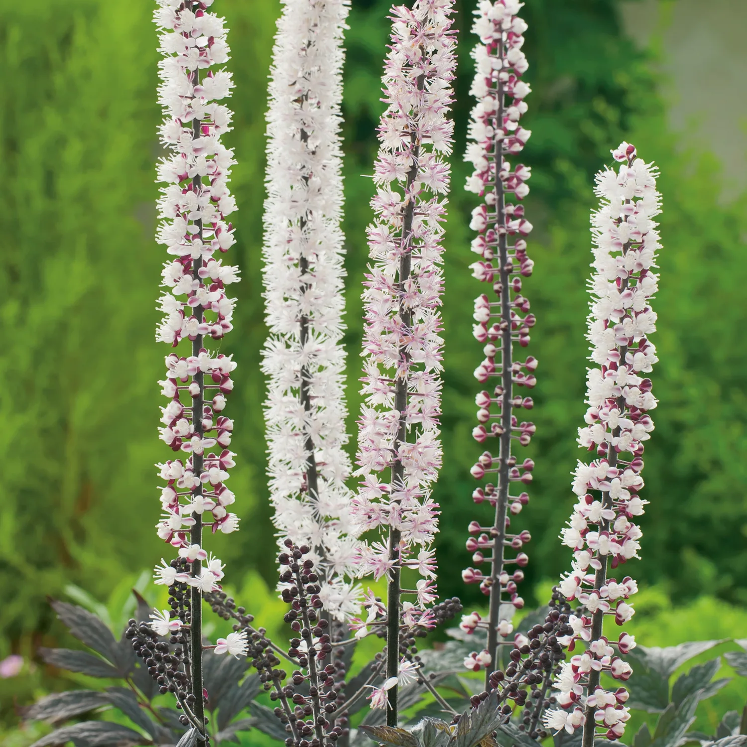 Actaea simplex 'Pink Spike', 2L 1-pack
