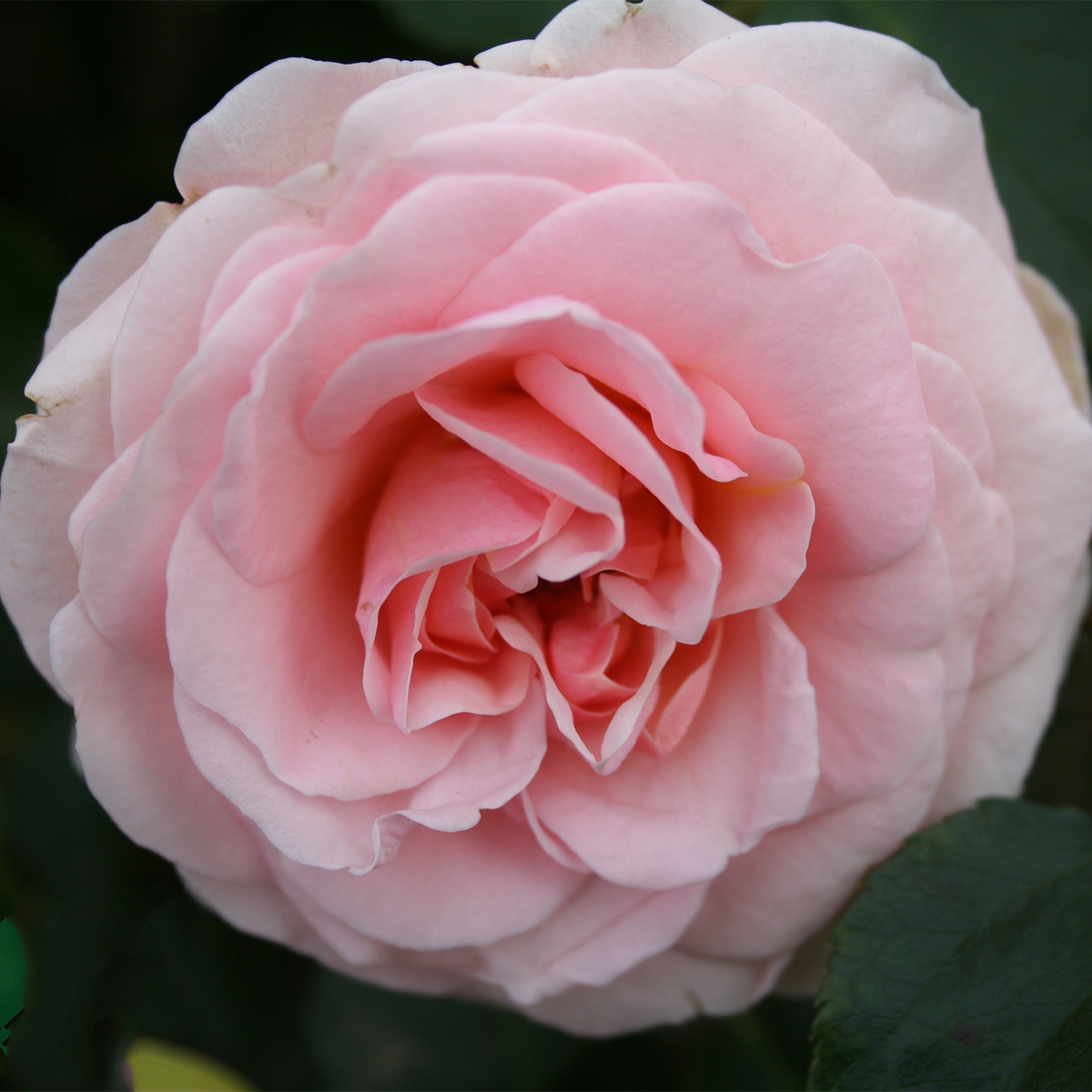 Flerblommig Rabattros Omnia Garden Dronning Margrethe