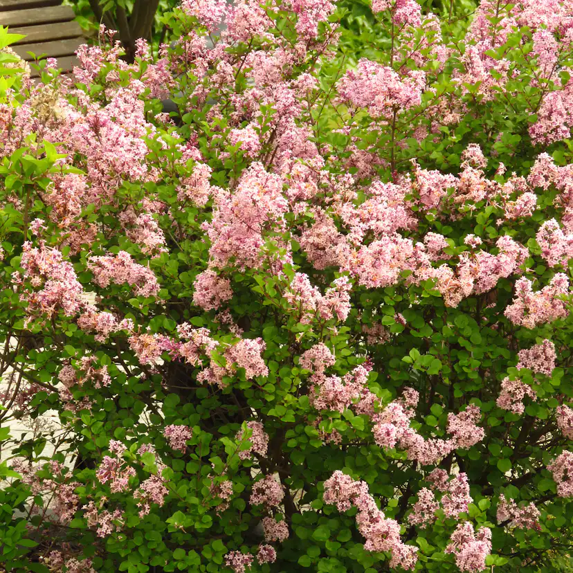 Buske Omnia Garden Vit Ölandstok 10-30cm Krukodlade