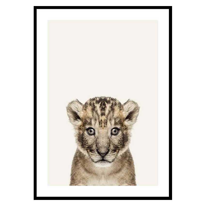 Poster Gallerix Baby Lion