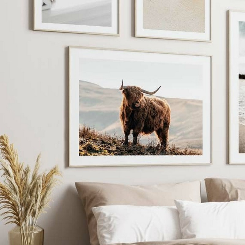 Poster Gallerix Highland Cow In Sunlight