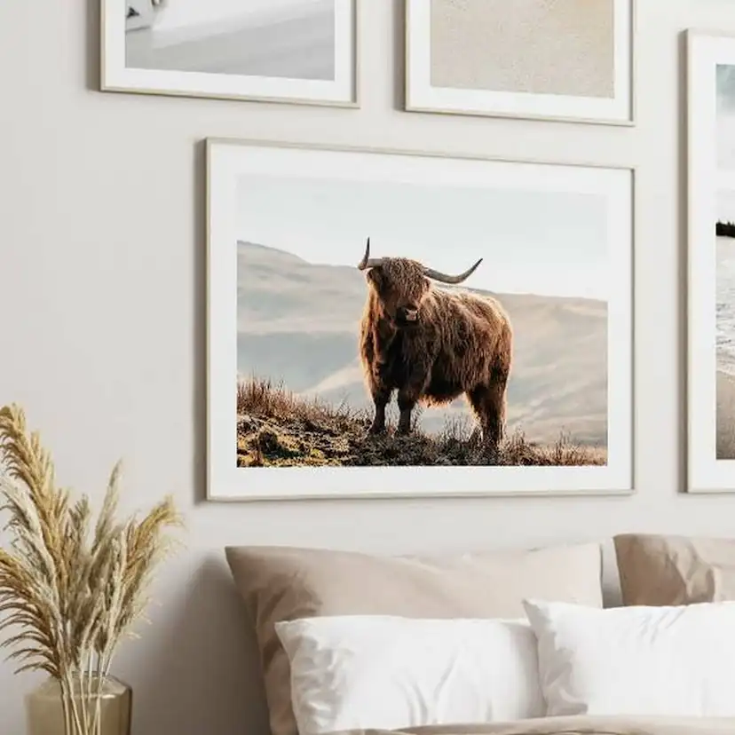 Poster Gallerix Highland Cow In Sunlight