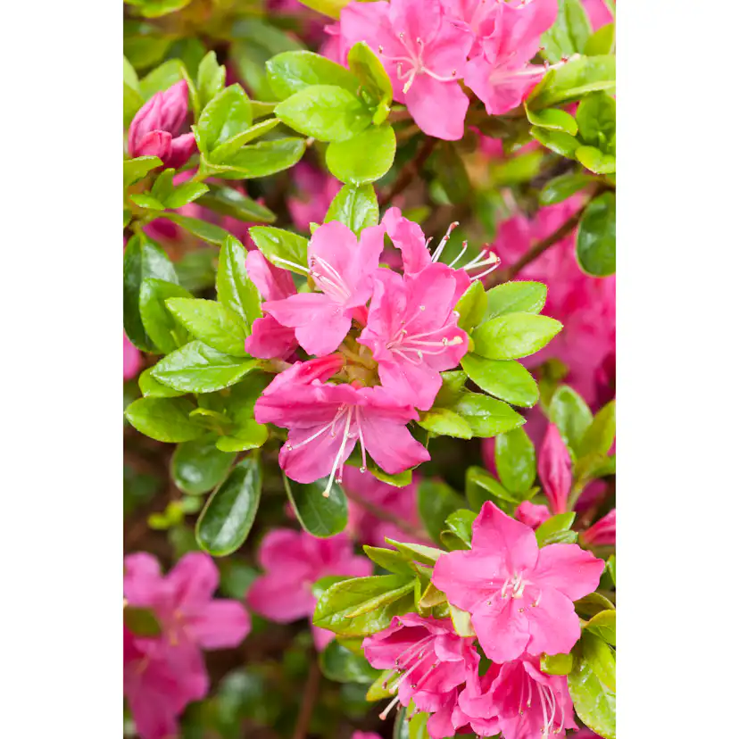 Rhododendron Azalea Omnia Garden Kermesina 20-25 cm