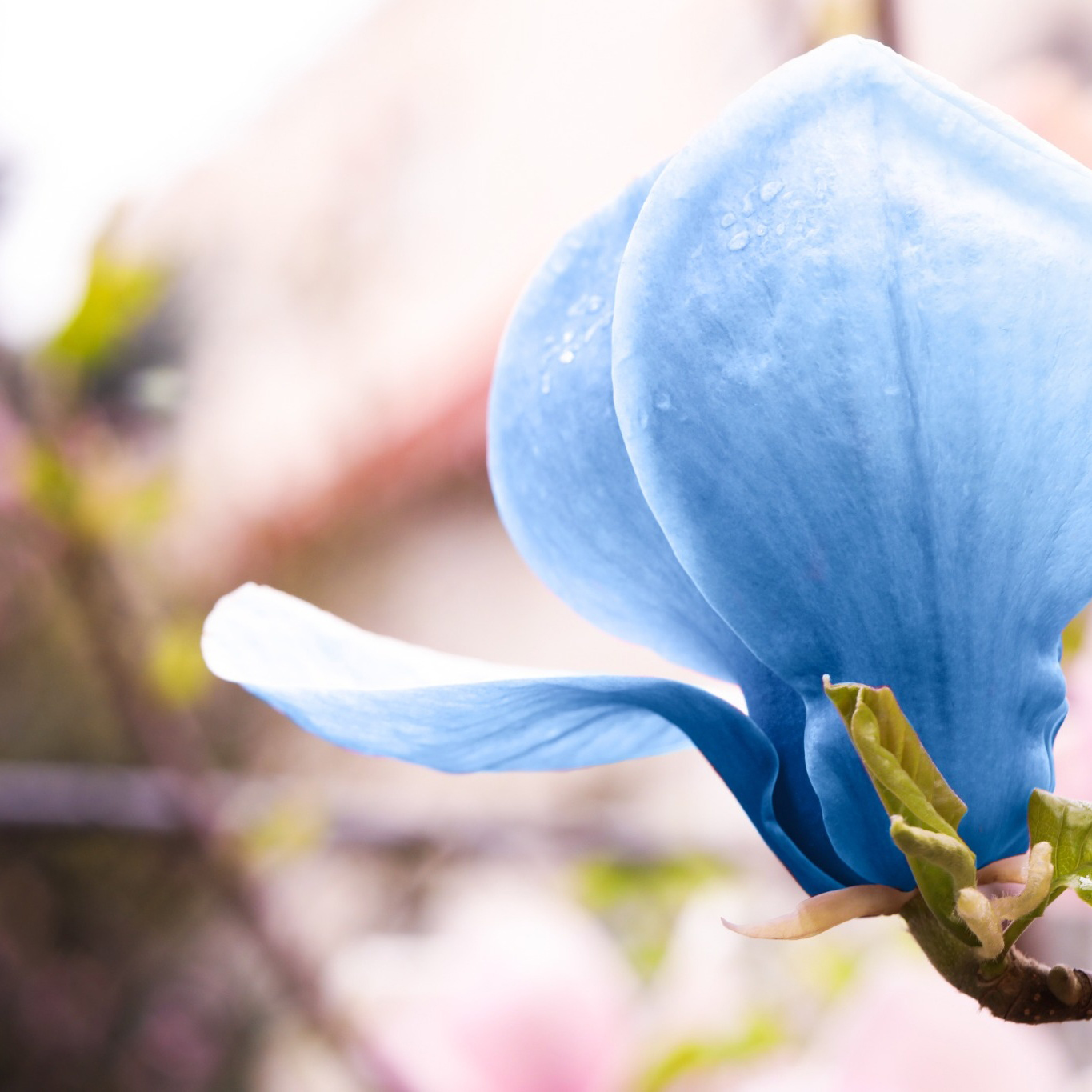 Prydnadsträd Omnia Garden Poppelmagnolia Blue Opal 80-100 cm