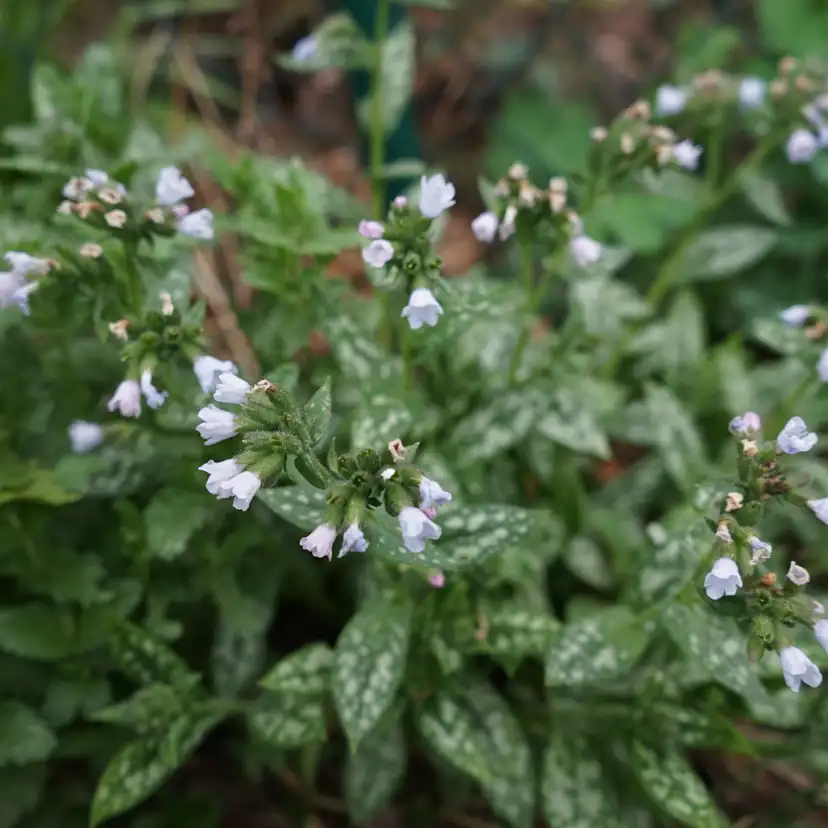 Perenn Omnia Garden Brokbladig Lungört Opal Ocupol