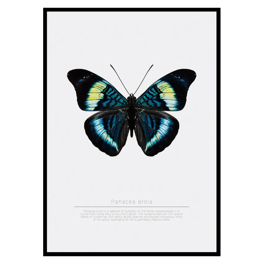 Poster Gallerix Butterfly Display