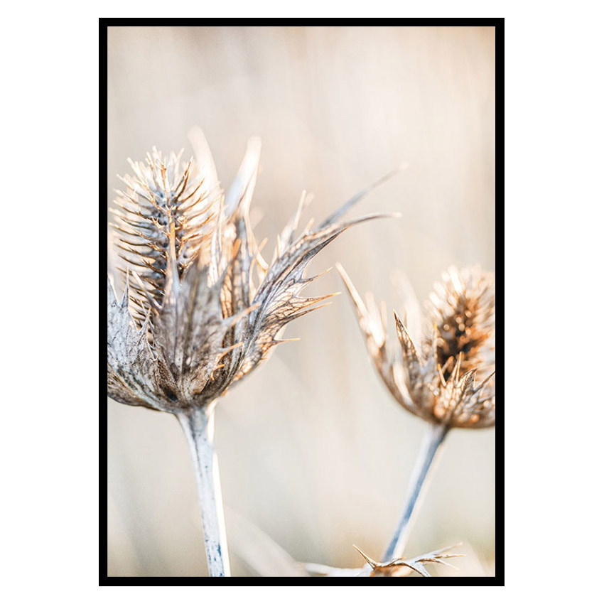 Poster Gallerix Dried Plants No1