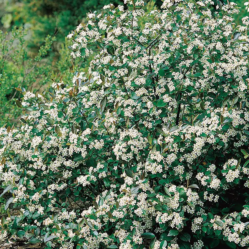 Prydnadsbuske Omnia Garden Svartaronia