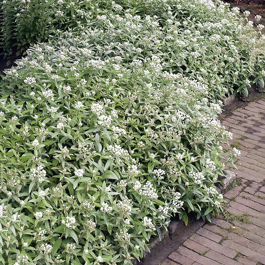 Perenn Omnia Garden Ulleternell