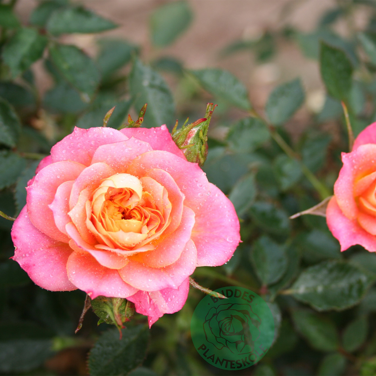 Ros Omnia Garden Marktäckande Mandarin