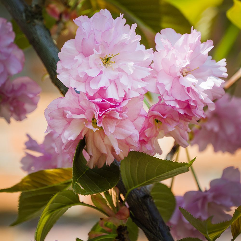 Körsbärsträd Omnia Garden Japanskt Prunus Kanzan 100-120 cm