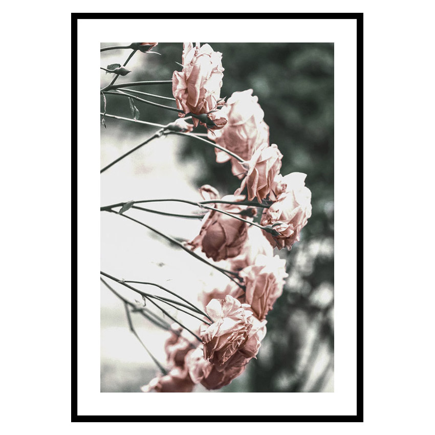 Poster Gallerix Rose Bush