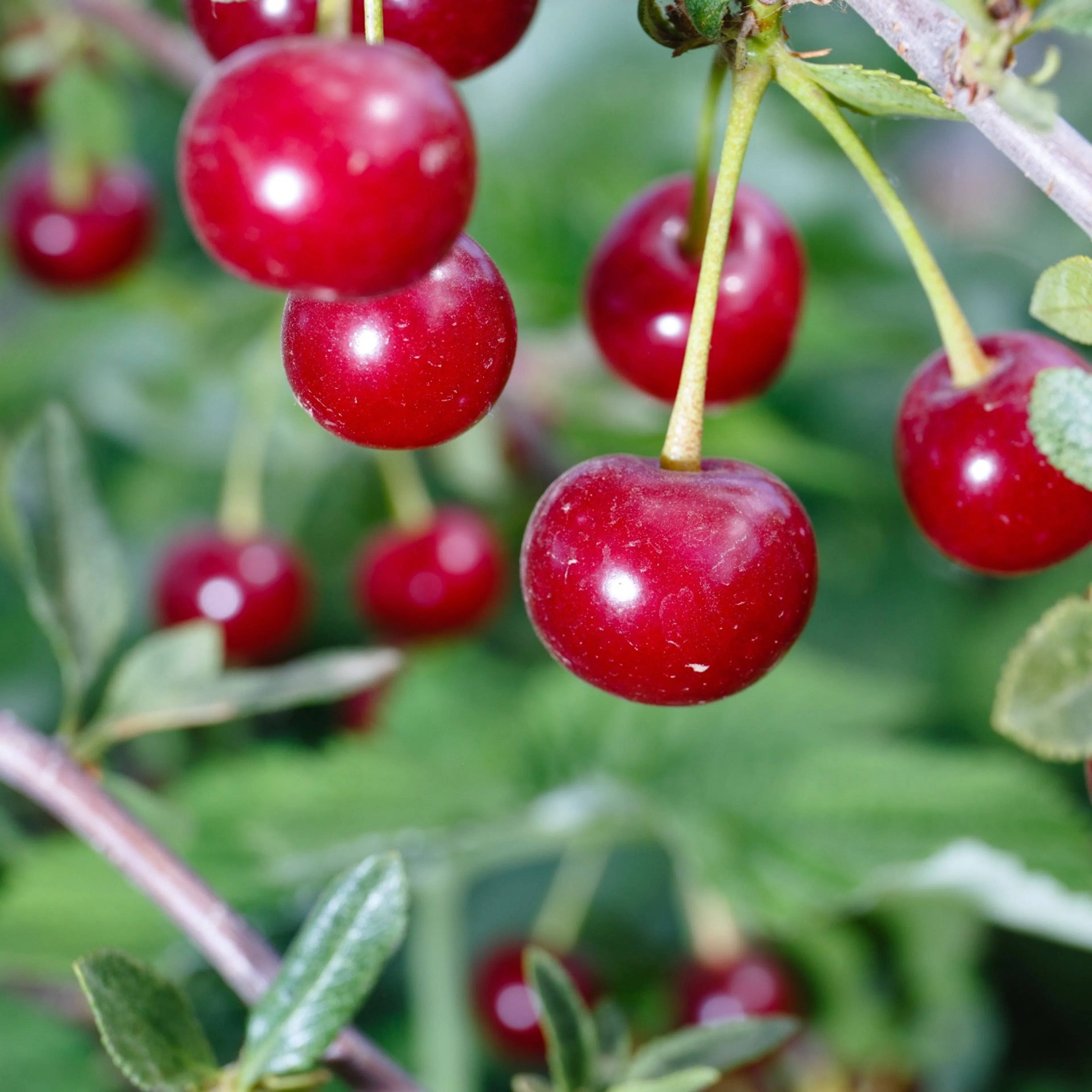 Prunus cerasus 'Huvimaja' (körsbär) Utan uppbindningskit
