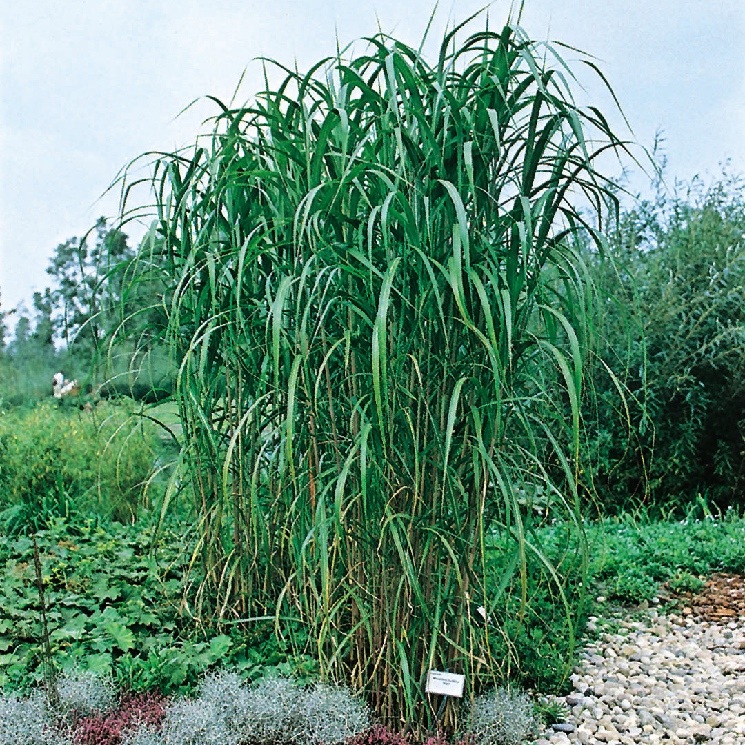 Prydnadsgräs Elefant Omnia Garden Elefantmiskantus