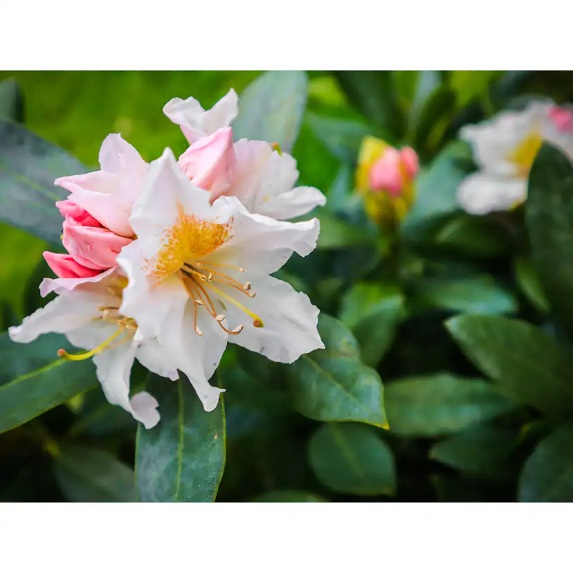 Rhododendron Omnia Garden Cunningham's White