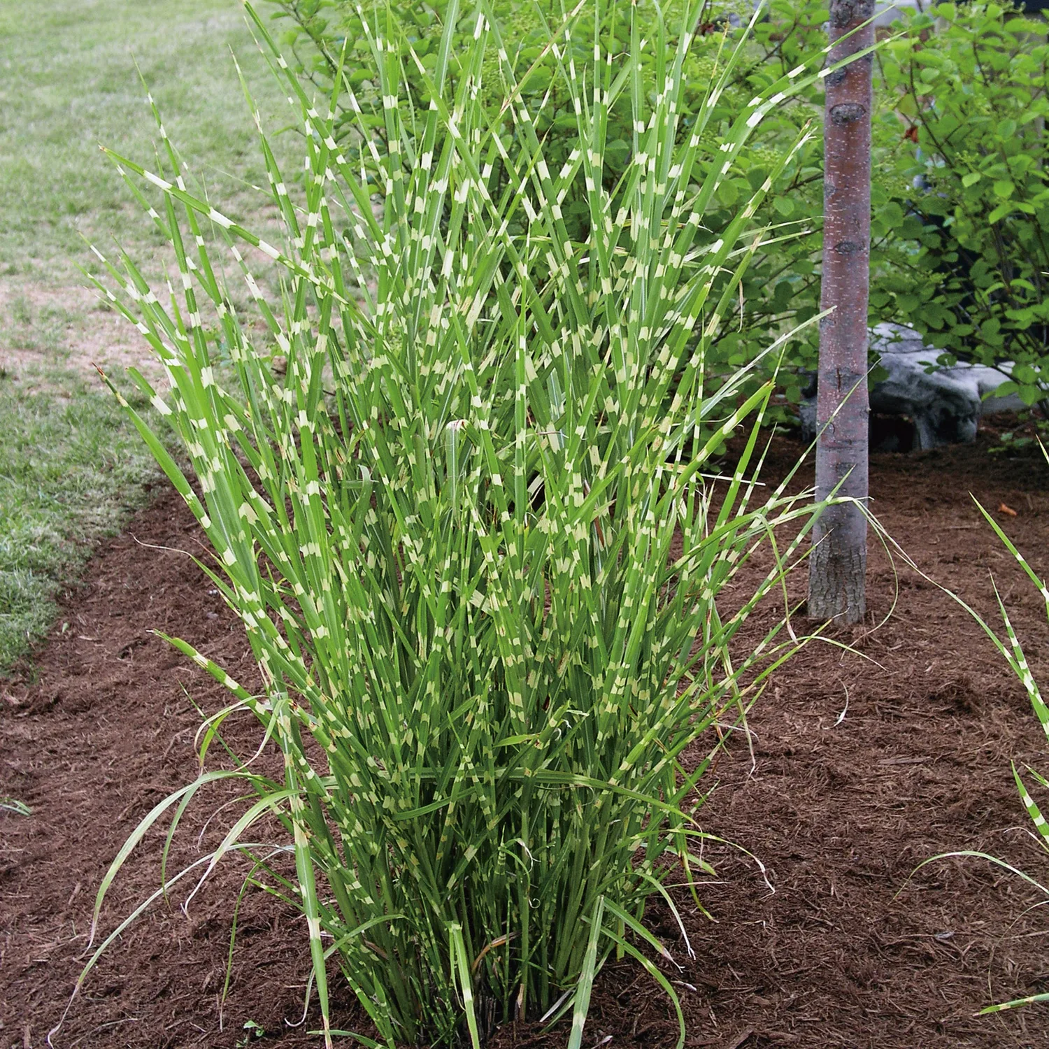 Miscanthus sinensis 'Strictus', 3,5 L 1-pack
