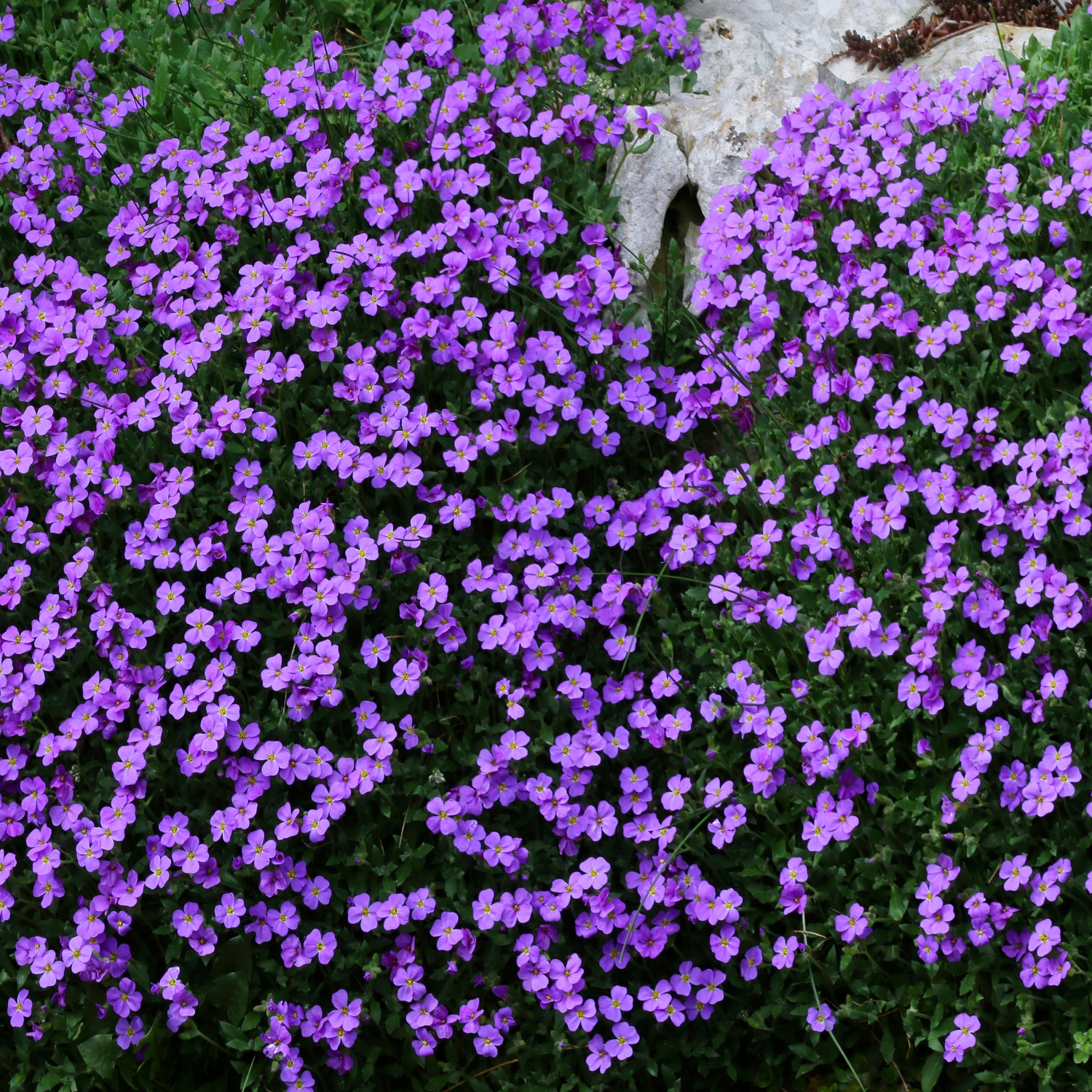 Perenn Omnia Garden Aubrieta Blaumeise