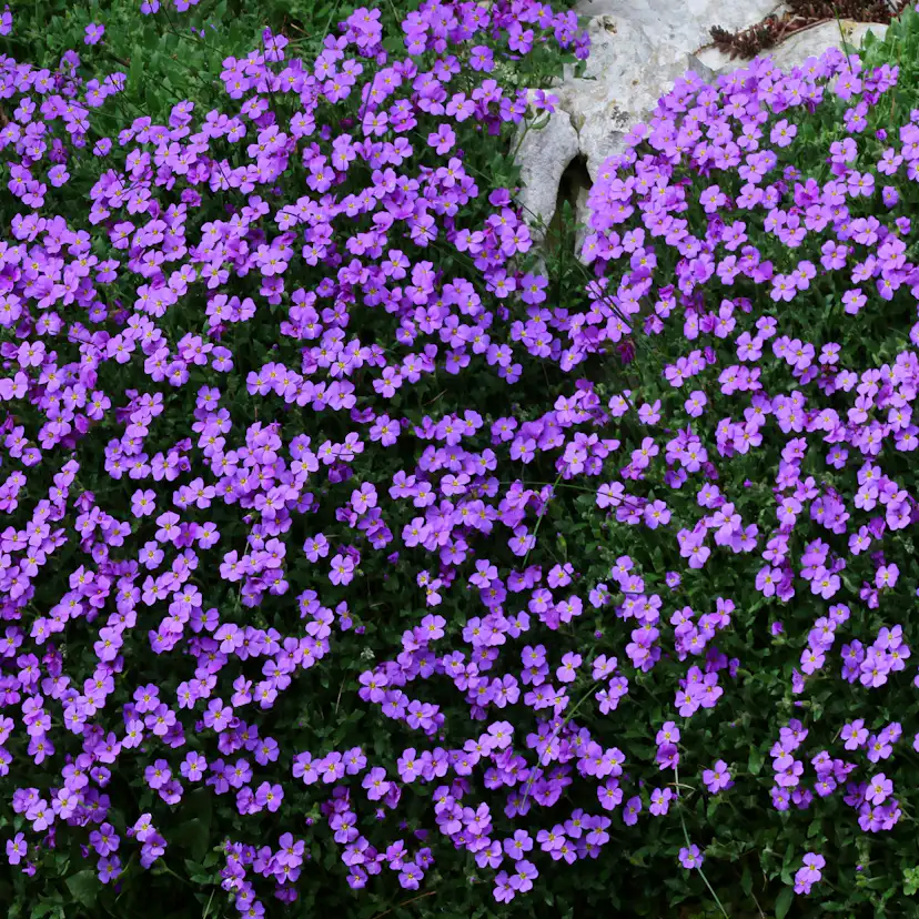 Perenn Omnia Garden Aubrieta Blaumeise