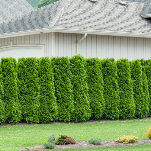 Häck Omnia Garden Häcktuja 50-80 cm