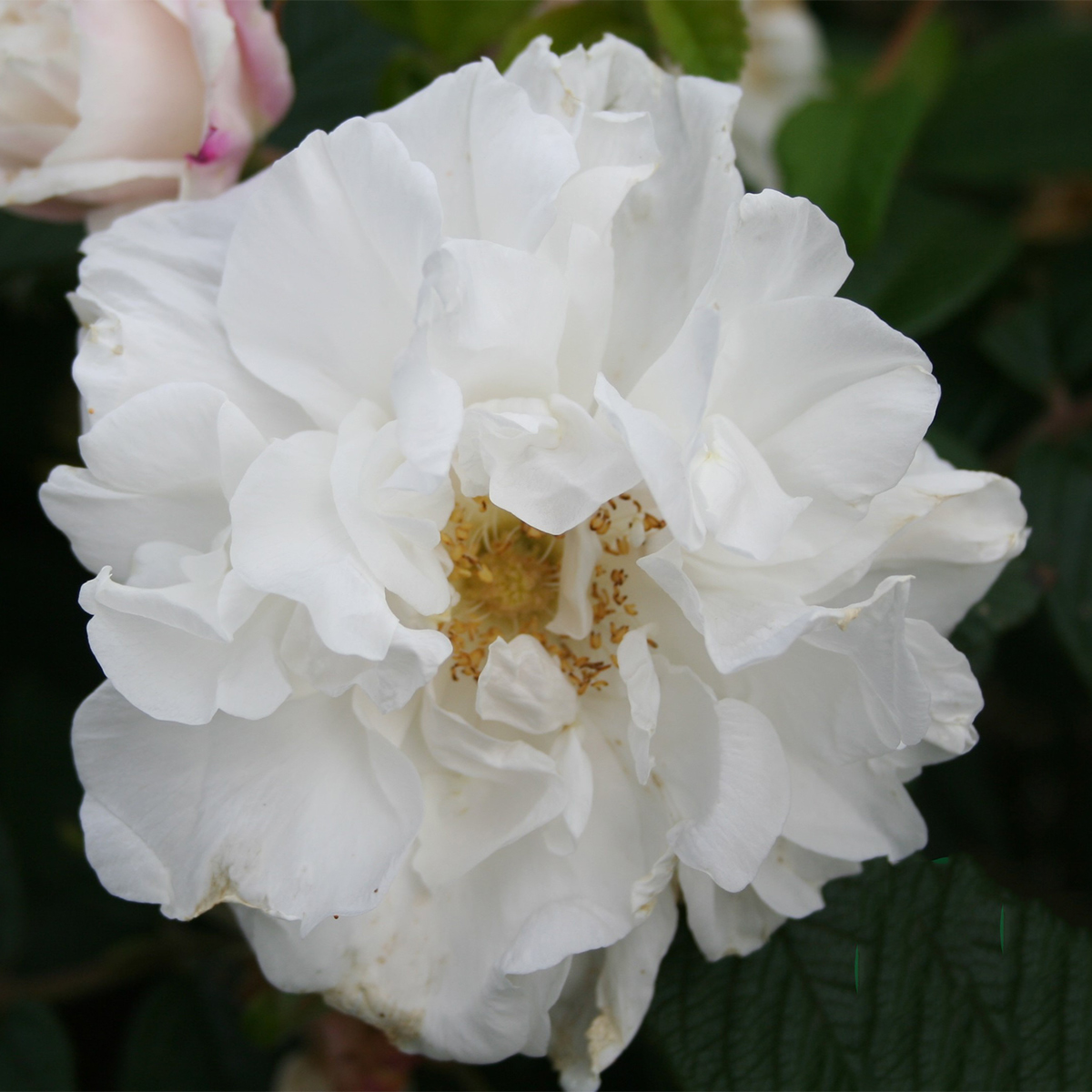 Storblommig Buskros Omnia Garden Louise Bugnet
