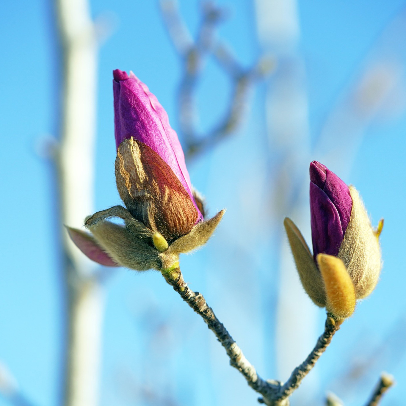 Prydnadsbuske Omnia Garden Rosenmagnolia Genie 80-100 cm