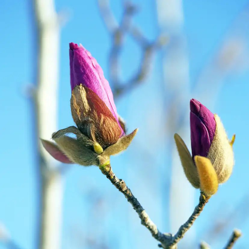 Prydnadsbuske Omnia Garden Rosenmagnolia Genie 80-100 cm
