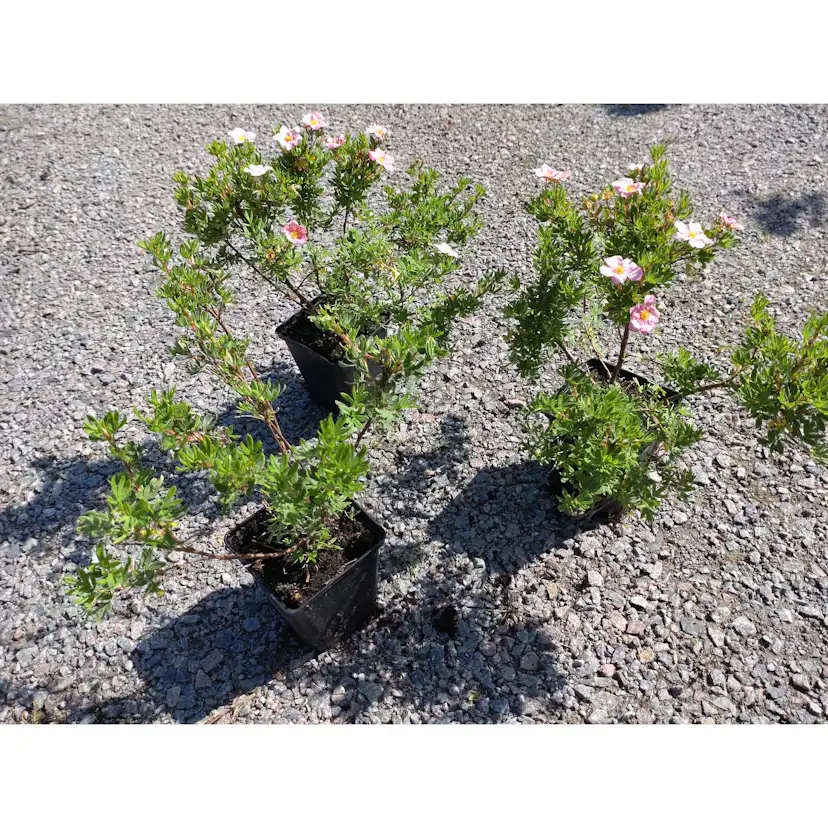 Buske Omnia Garden Ölandstok Pink Beauty