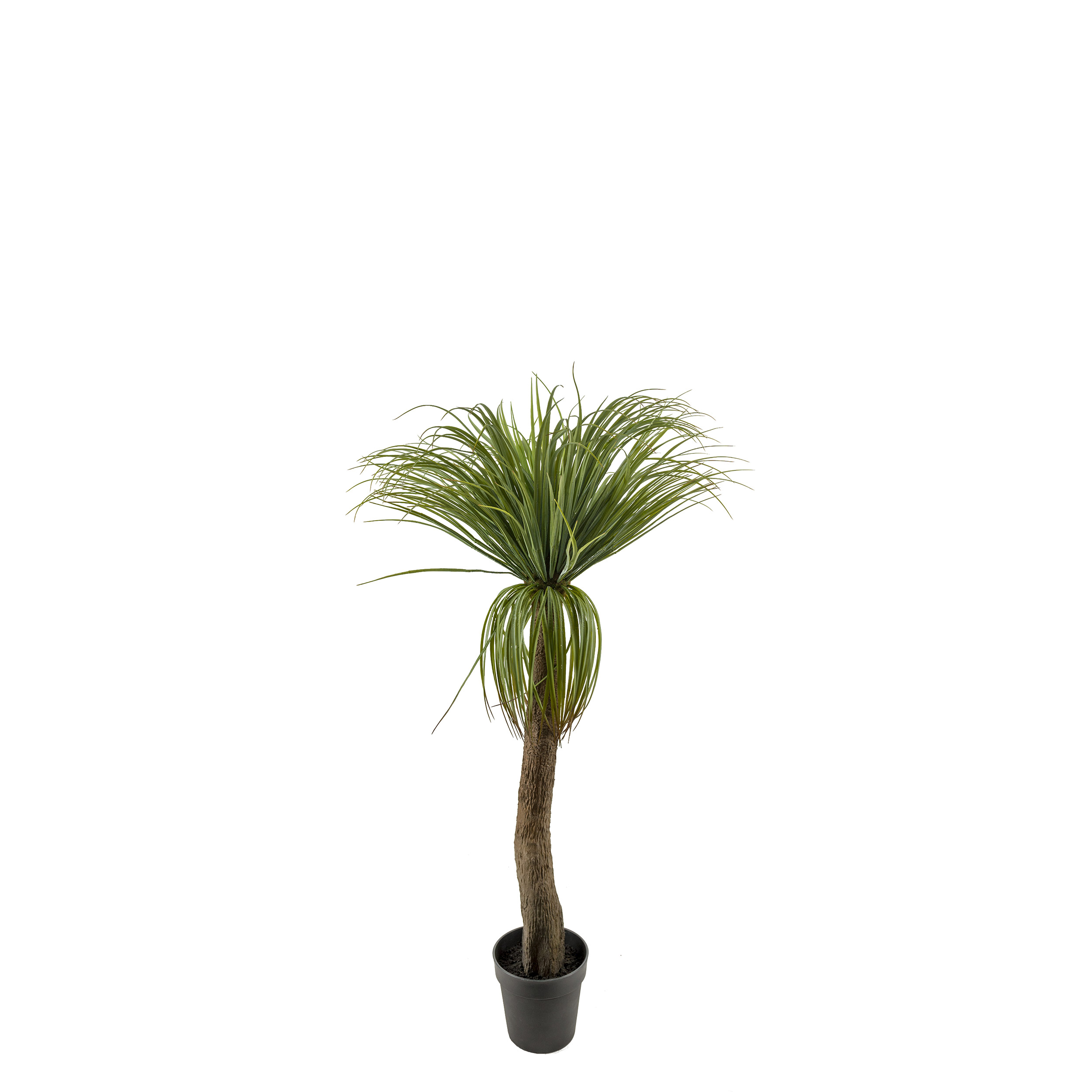 Konstväxt Mr Plant Flasklilja