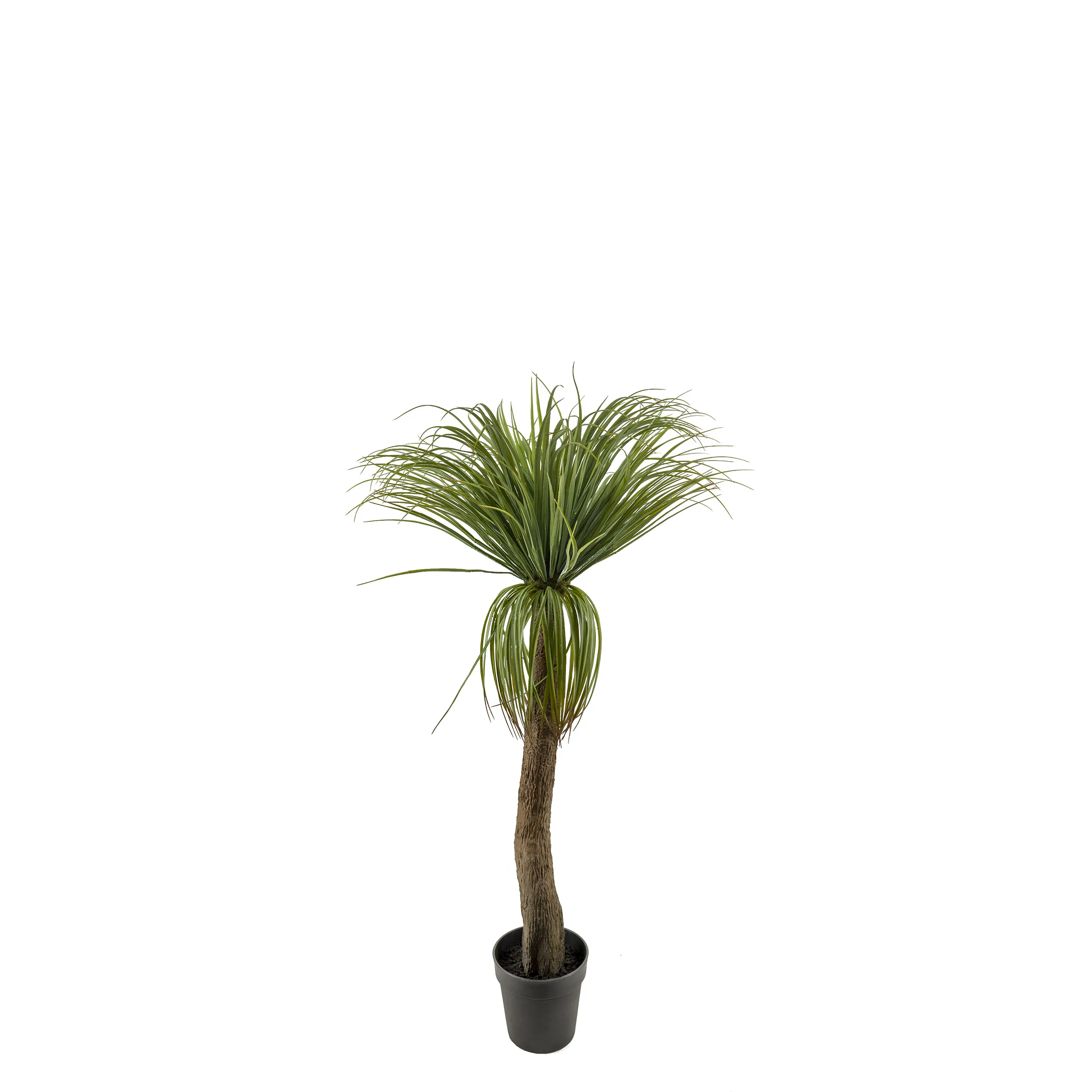 Konstväxt Mr Plant Flasklilja