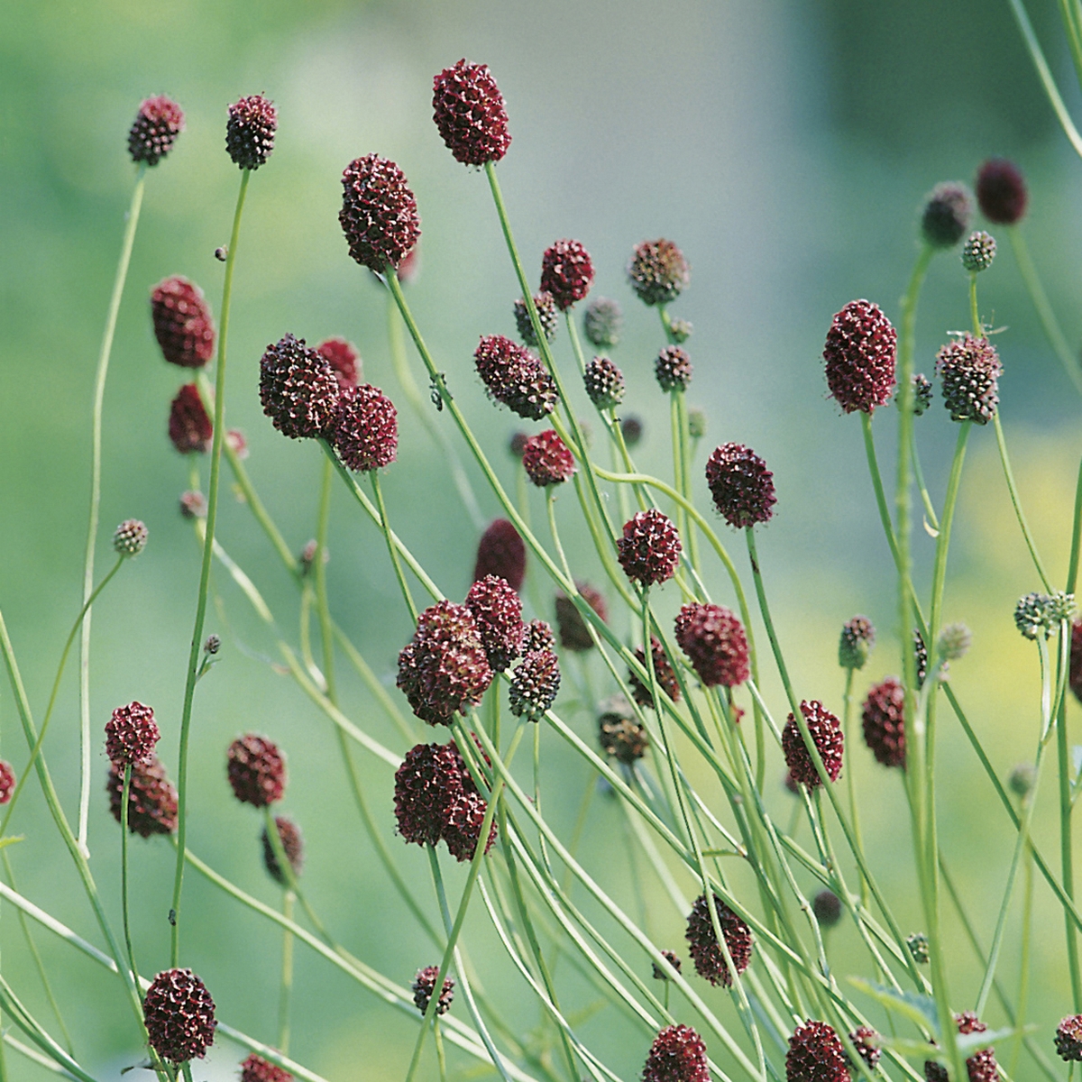 Perenn Omnia Garden Blodtopp Tanna