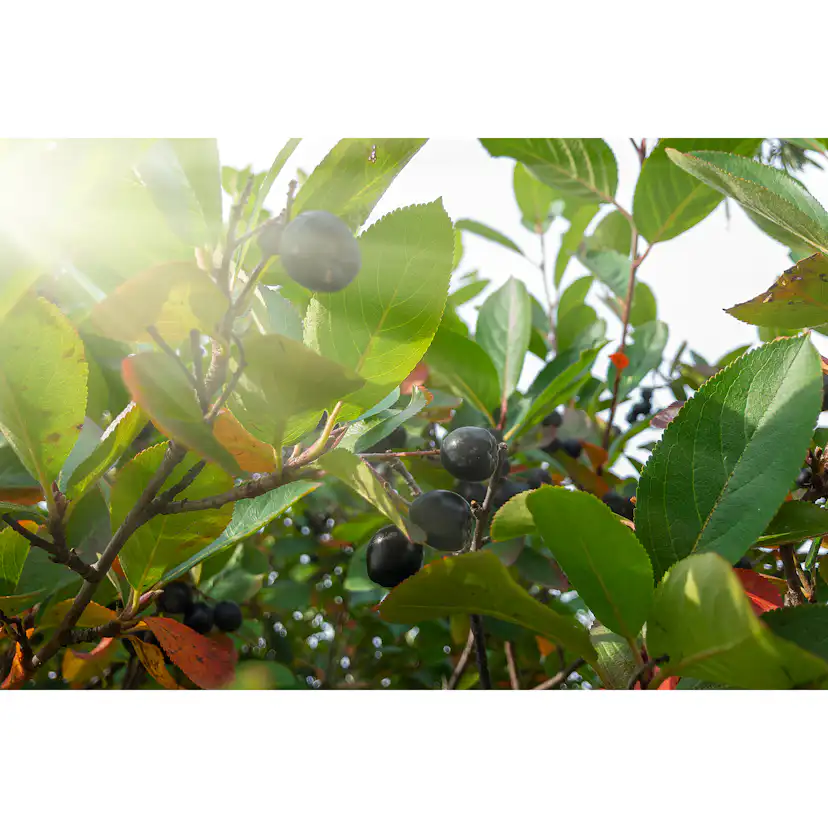 Buske Omnia Garden Svartaronia Aronia Mel Hugin 20-40 cm