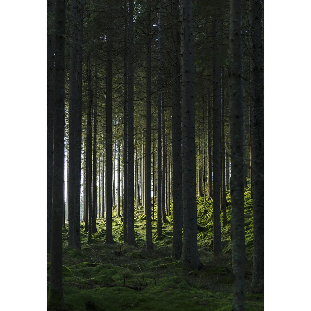 Posters Venture Home Woods Svart/grön