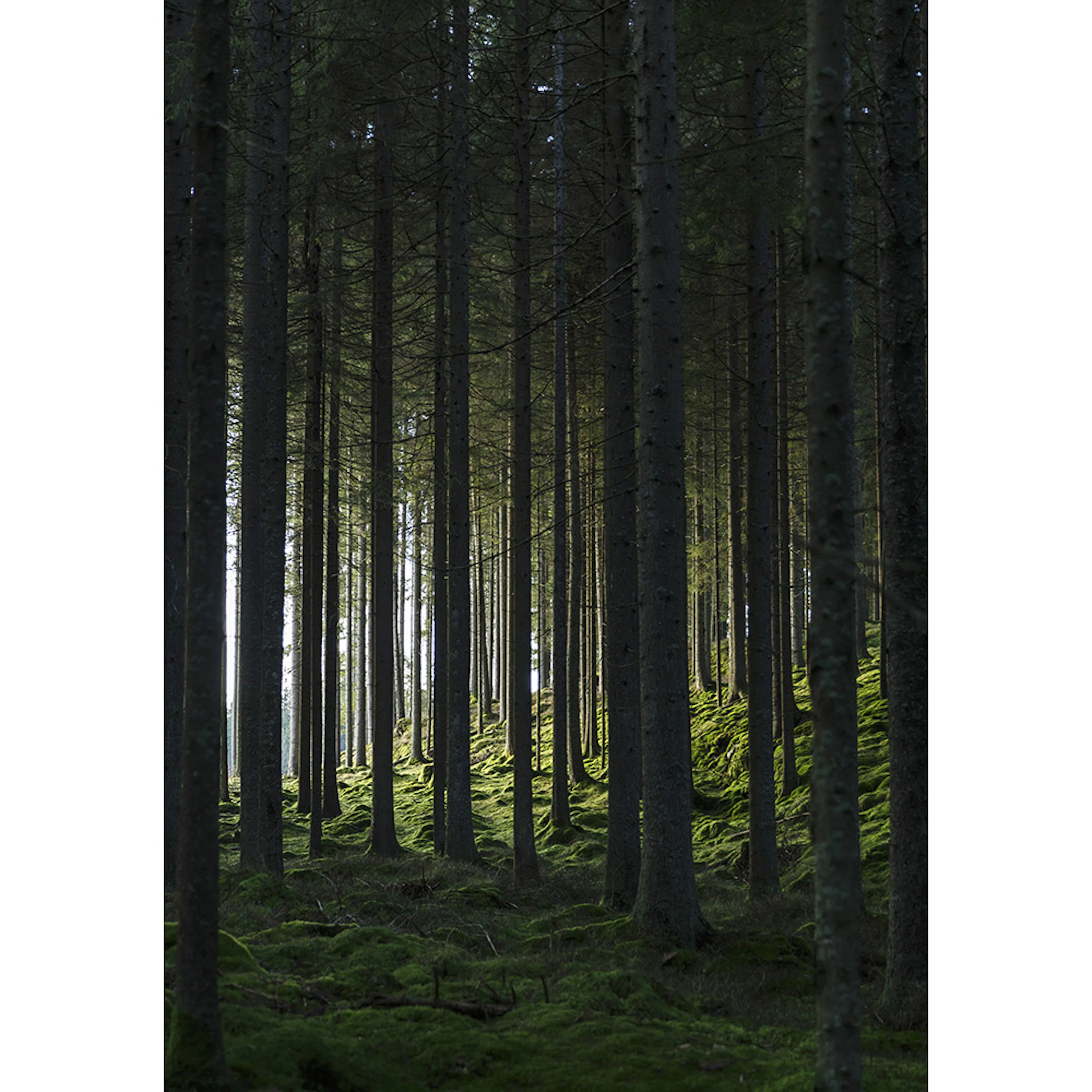 Posters Venture Home Woods Svart/grön