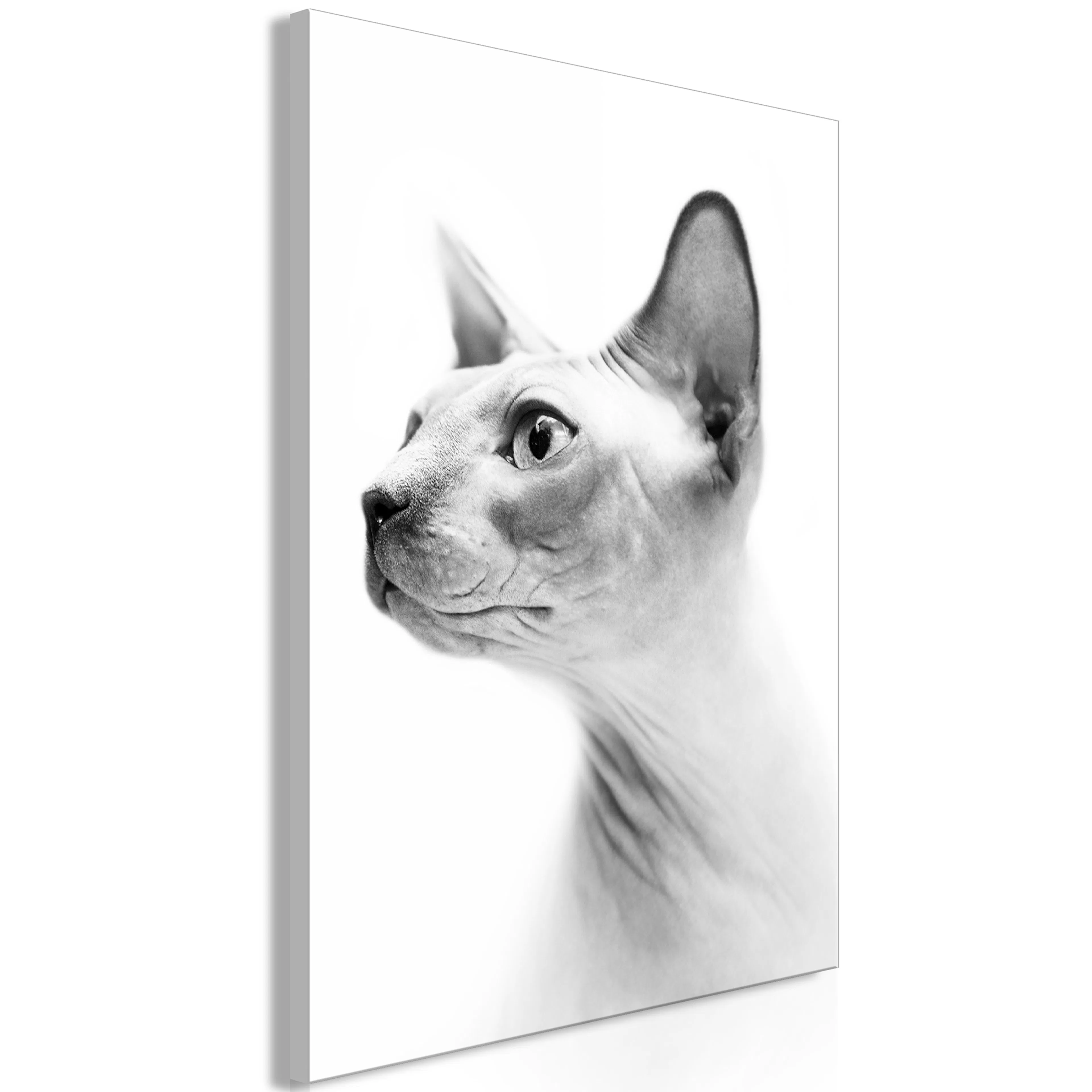 Tavla Arkiio Hairless Cat