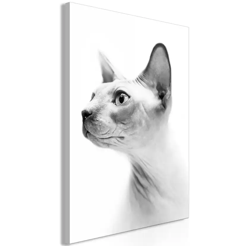 Tavla Arkiio Hairless Cat