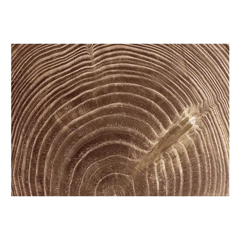 Fototapet Arkiio Raw Tree